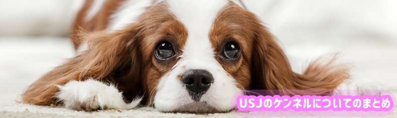 USJ ケンネル まとめ